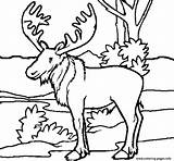 Coloring Pages Animal Moose Printable Dog Print Ages sketch template