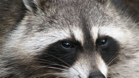 Denville Warns Residents After 10 Raccoons Test Positive For Rabies