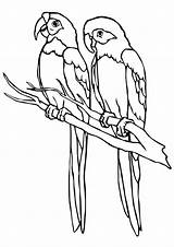 Dibuixos Papagei Parrots Ausmalbild Kleurplaat Papegaai Psd Tekening Comentari Lloros sketch template