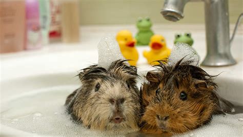give guinea pigs  bath top tips  step  step guide
