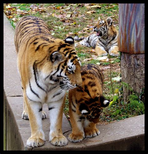 tiger family  sathiest emperor  deviantart