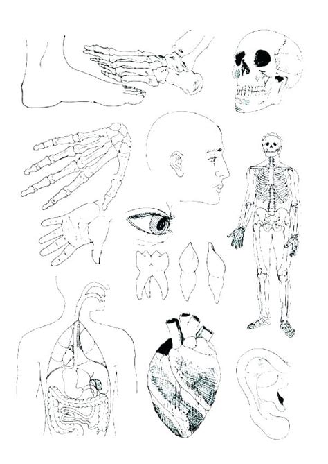 printable human anatomy coloring pages  getcoloringscom