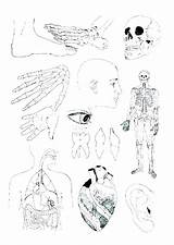 Anatomy Human Coloring Pages Printable Biology Getcolorings Getdrawings Cell Color Colorings sketch template