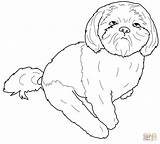Tzu Shih Coloring Pages Printable Book Dog Colouring Drawing Puppy Dogs Shihtzu Drawings Line Animal Animals sketch template