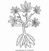 Yuca Mata Arbol Cassava sketch template