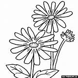 Coloring Pages Rudbeckia Flower Flowers Wild Color Thecolor Designlooter Popular 3kb 560px sketch template