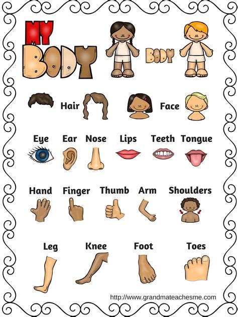 pin  body parts preschool