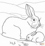 Coloring Baby Pages Arctic Hare Mother Printable Animals Animal Manatee Color Drawing Clipart Supercoloring Colouring Cute Hares Mom Fox Sheets sketch template