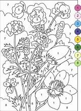 Zahlen Malen Anzahl Erwachsene Blumenmalvorlagen Mathe Farbe sketch template