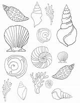Coloring Shells Conchas Seashell Stencil 2550 Alisaburke sketch template