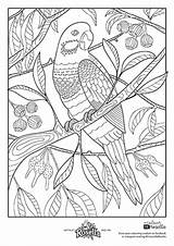 Rosella Coloring Colouring Designlooter Drawings 514px 4kb sketch template
