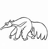 Coloring Pages Anteater Animals Jungle Ant Online Color Printable Animal Eater Cliparts Drawing Thecolor Sheet Designlooter Baby sketch template
