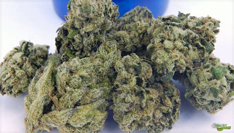 royal kush marijuana strain review