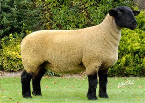 suffolk sheep baileys livestock  pinterest sheep