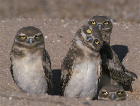 life underground burrowing owl hawks aloft