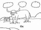 Ox Coloring Kids Printable Musk Pages Pdf Open Print  Oxen Template 3kb sketch template