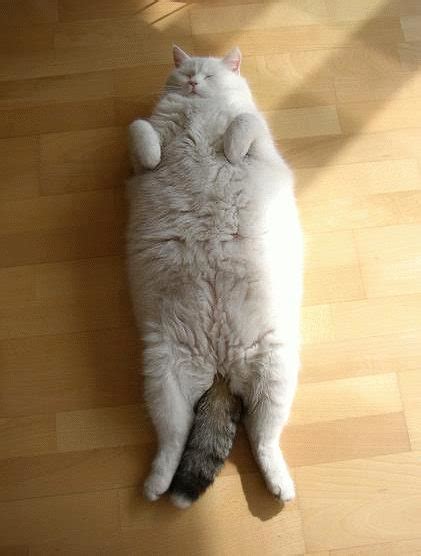 lazy obese cats fattest cats in the world interesting pictures