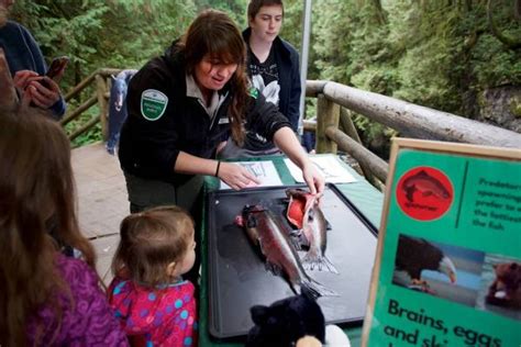 get salmon savvy at metro vancouver s regional parks this