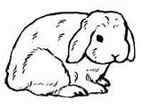 Lop Holland Rabbit Bunny Coloring Pages Bunnies Rabbits Mini Drawing Silhouette Choose Board sketch template