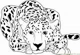 Cheetah Guepardo Colorear Desenho Kleurplaat Deitado Everfreecoloring Cheetahs Coloringpages101 Leopardo sketch template