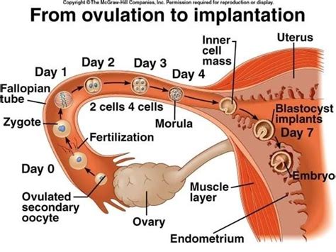 from ovulation to implantation what side does the embryo implant