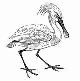 Spoonbill Roseate Clipart Illustrations Spoonbills Clip Illustration Ibises Threskiornithidae Legged Wading Includes Birds Which Long Also Group Family 35kb 612px sketch template