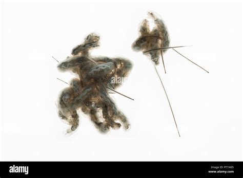 rat tailed maggot  res stock photography  images alamy