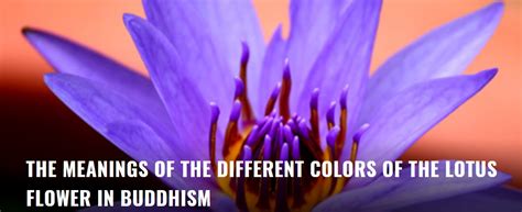 结缘之窗 The Meanings Of The Different Colors Of The Lotus