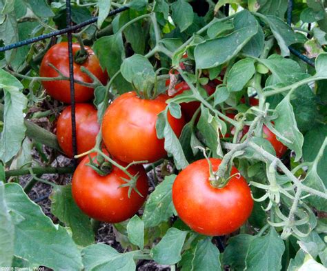 senior gardening growing tomatoes
