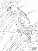 Parrot Coloring Pages Puerto Amazon Rican Drawing Printable Parrots Designlooter Drawings Popular sketch template