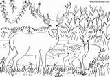 Colouring Wildlife British Deer Pages Scene Stag sketch template