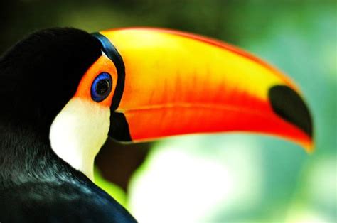 toucans shine bright with their brightly colored bills buzz picturez
