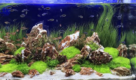 freshwater aquarium plants aquatics world