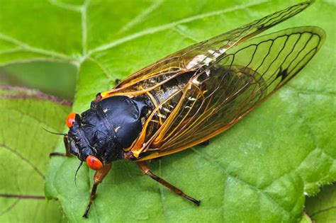 How To Protect Your Garden From Periodical Cicadas Gardener’s Path