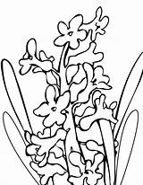 Colorat Zambila Zambile Flori Primavara Hyacinth Desene Planse Fise Interferente Desenat Designlooter Clopotel Primarygames Colorezi Floare Mai sketch template