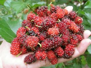 growing mulberry plants  cuttings typicalgardeners blog