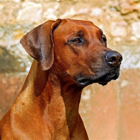 rhodesian ridgeback pedigree