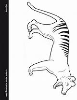 Tasmanian Ty Thylacine sketch template