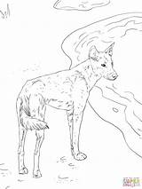 Dingo Mammals Pdf sketch template