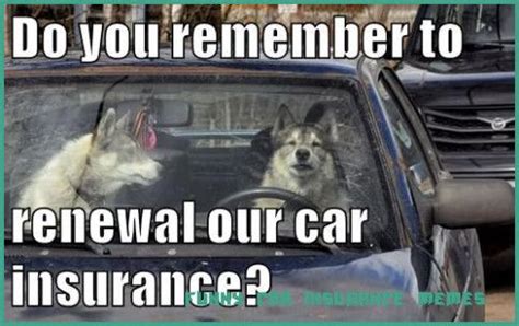 doubts   clarify  funny car insurance