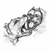 Pit Bull Drawing Pitbull Attack Getdrawings sketch template