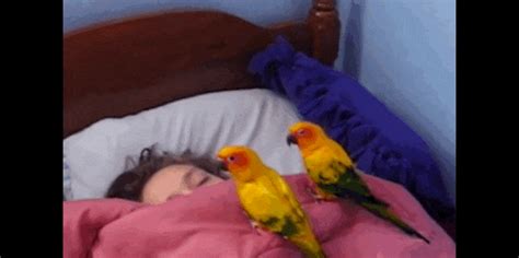Birds Would Like Their Sister To Wake Up Now Please