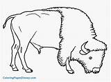 Bison Coloring Animals Pages Grassland Buffalo Printable Drawing Kids Wildebeest Animal Outline American Drawings Color Colouring Getcolorings Getdrawings Sheet Biome sketch template