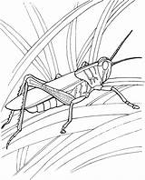 Grasshopper Coloring Pages Garden Locust Drawing Grasshoppers Printable Ant Line Locusts Kids Color Print Clipart Insect Supercoloring Worksheets Leaf Getdrawings sketch template