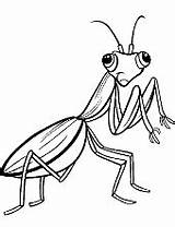 Mantis Praying Insectos Insekt Insects Insect Topcoloringpages Honigbiene Karikatur Malseite Hormigas sketch template