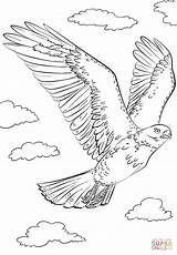 Hawk Coloring Red Tailed Flying Pages Drawing Draw Printable Easy Eagle Drawings Kids Hawks Step Falcon Flyght Pencil Bird Tutorials sketch template