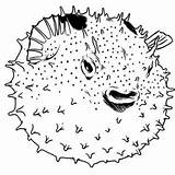 Coloring Puffer Fish Their Globefish Happy Color sketch template