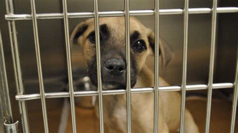 crowded pasadena animal shelter waives adoption fees  friday
