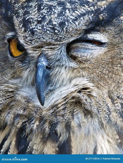 sbattere le palpebre gufo fotografia stock immagine  aviario