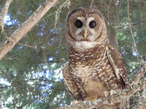 spotting  spotted owl  years  forest disturbance